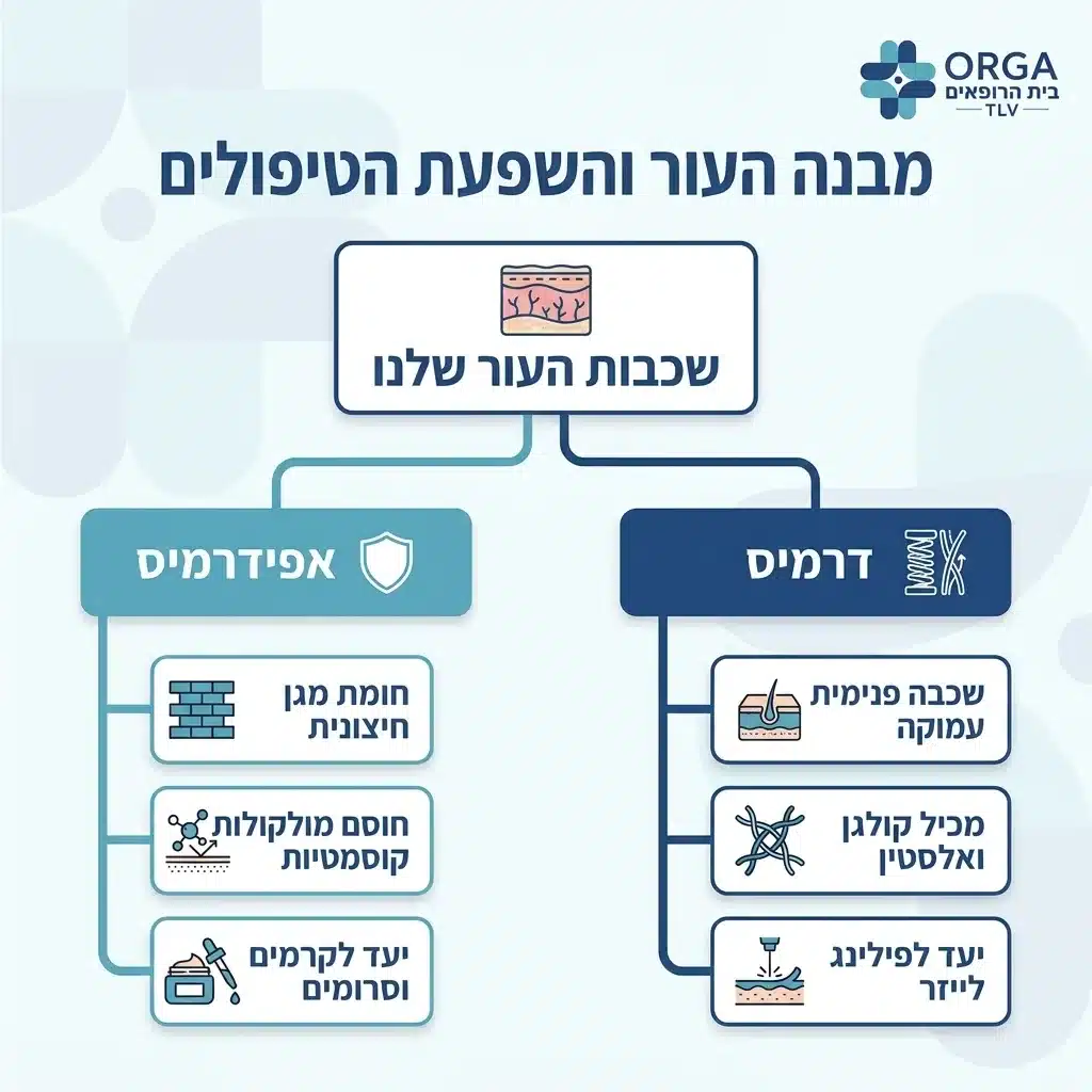 אינפוגרפיקה — מבנה העור והשפעת הטיפולים: שכבות העור שלנו